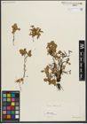 Foto von Salix herbacea L.
